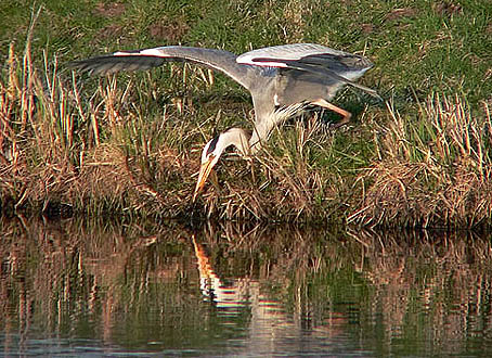 Blauwereiger1400406